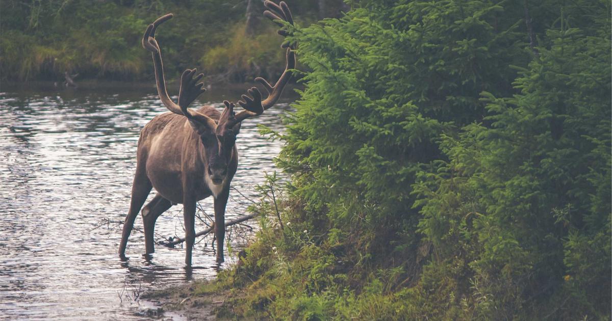 Optimizing Your WordPress Blog for Organic Traffic: A Step-by-Step Content Pruning Strategy
