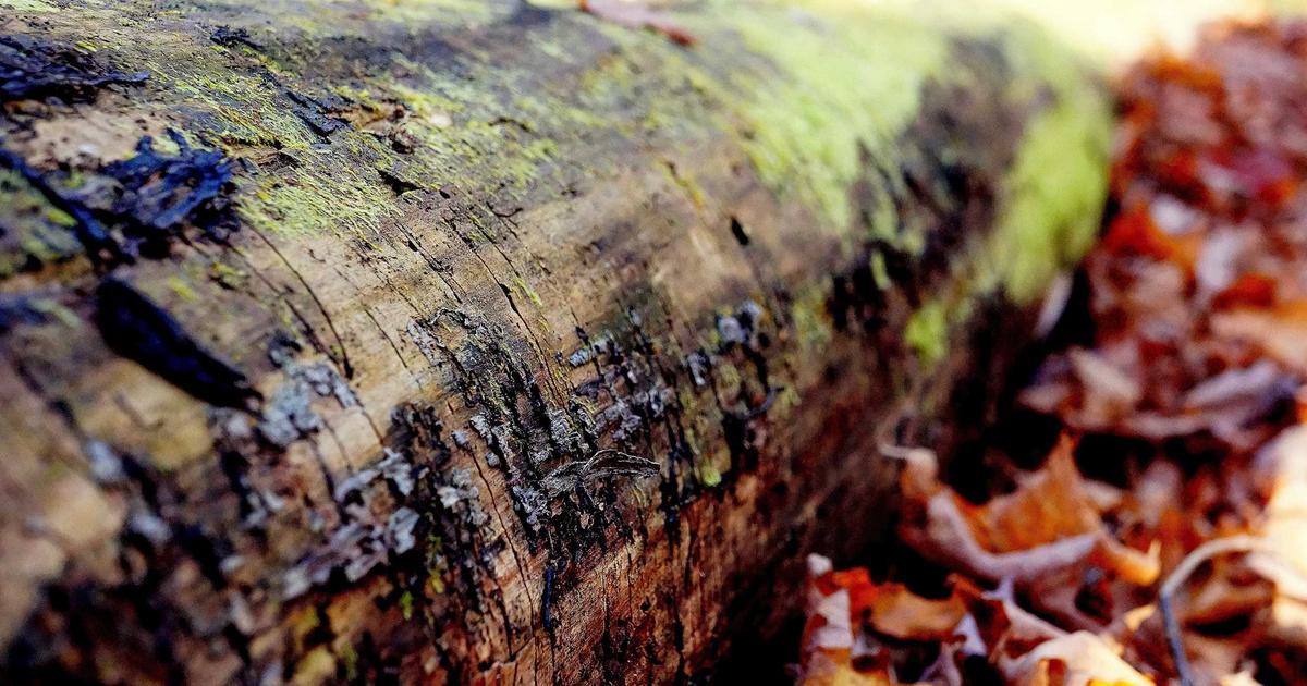 Fixing Keyword Cannibalization in WordPress: A Case-Study Guide for SaaS Teams