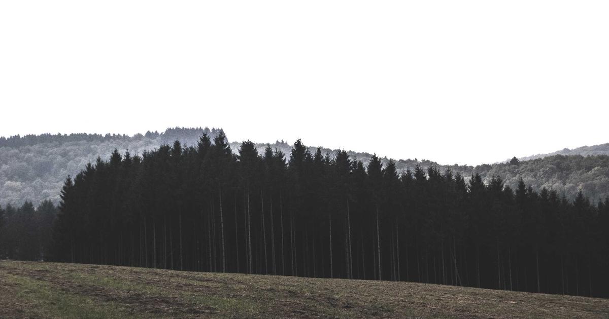 Optimizing WordPress for Core Web Vitals: A Guide to Canonical Tags and Competitive SEO
