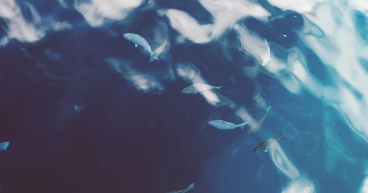 WebP vs JPEG: The Ultimate Guide to Speed and Rankings for Ecommerce Brands