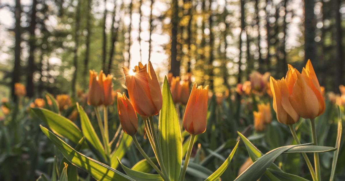 CTA Placement Best Practices for Long Posts: A Template Pack to Build Topical Authority in 90 Days