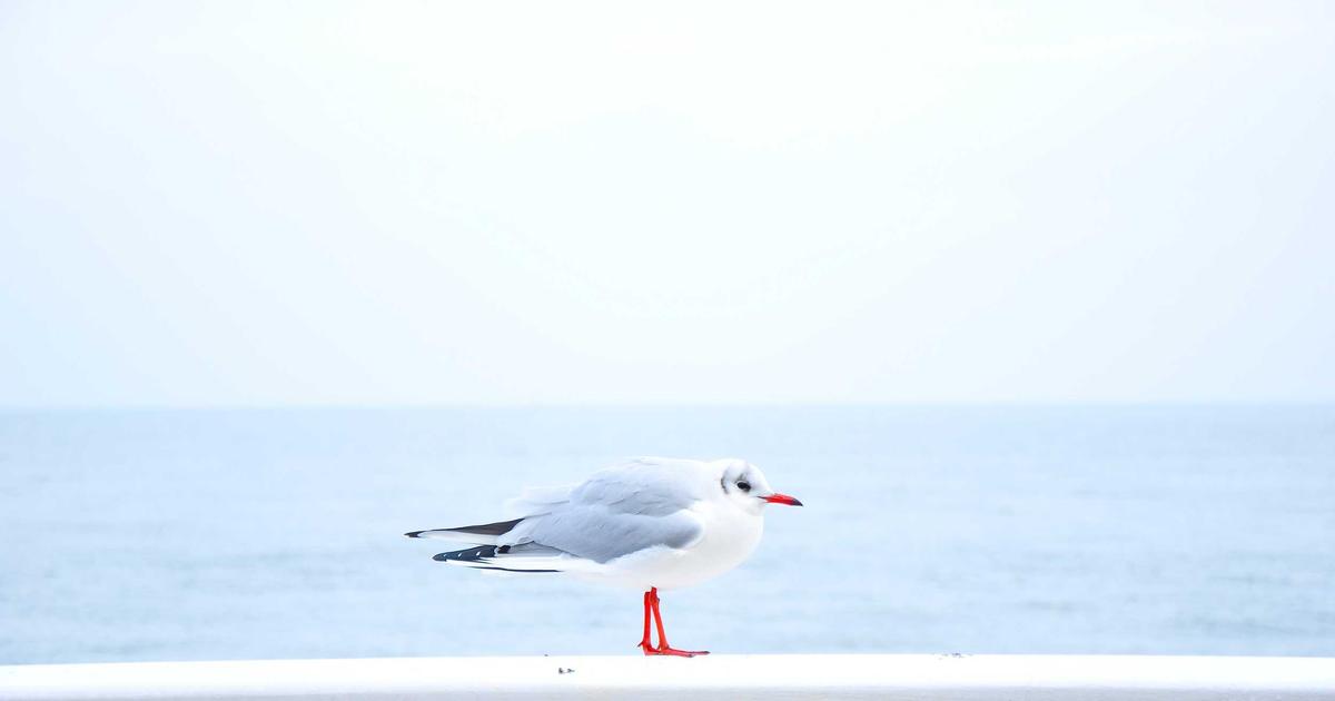 Optimizing Your Small Blog: A Comprehensive Guide to Internal Linking